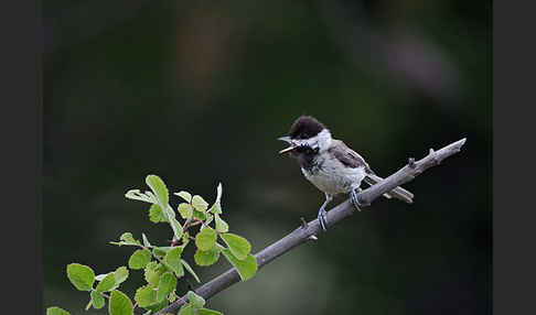 Trauermeise (Parus lugubris)