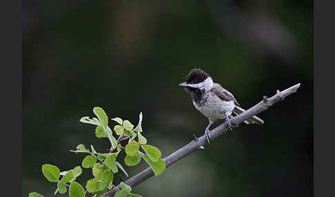 Trauermeise (Parus lugubris)