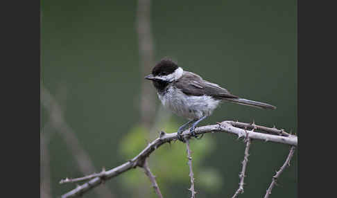 Trauermeise (Parus lugubris)