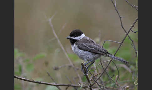 Trauermeise (Parus lugubris)