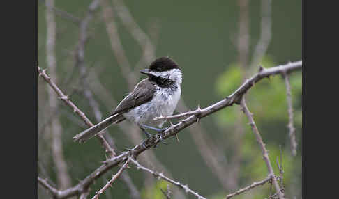 Trauermeise (Parus lugubris)