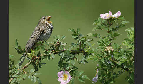 Grauammer (Miliaria calandra)