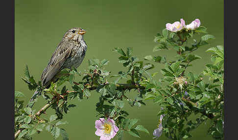 Grauammer (Miliaria calandra)