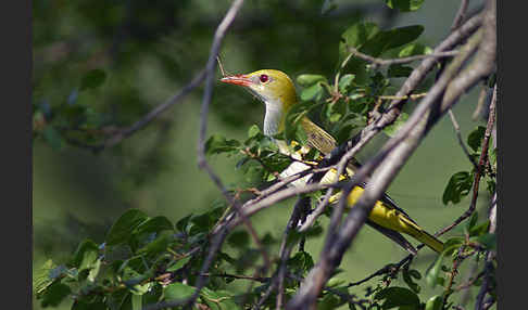 Pirol (Oriolus oriolus)