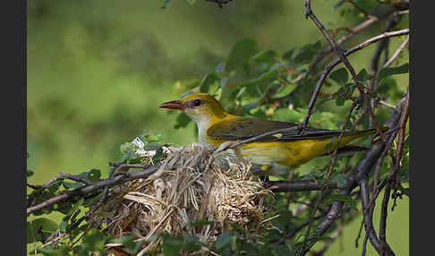 Pirol (Oriolus oriolus)