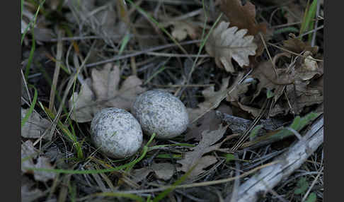 Ziegenmelker (Caprimulgus europaeus)