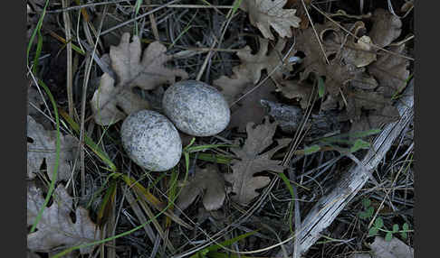 Ziegenmelker (Caprimulgus europaeus)