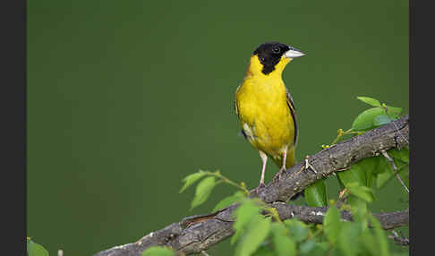 Kappenammer (Emberiza melanocephala)