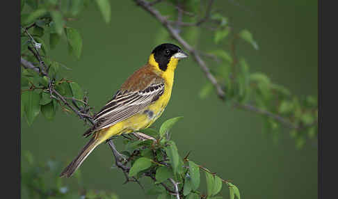 Kappenammer (Emberiza melanocephala)