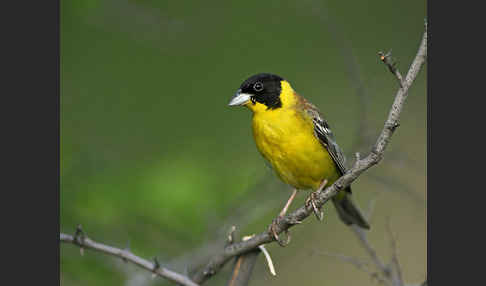 Kappenammer (Emberiza melanocephala)