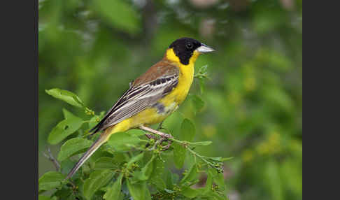 Kappenammer (Emberiza melanocephala)