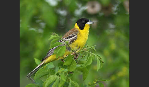 Kappenammer (Emberiza melanocephala)