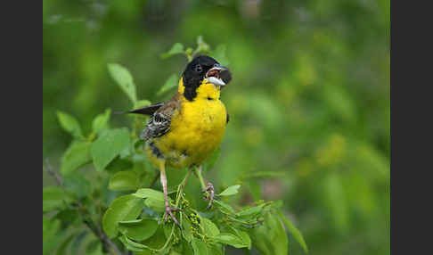 Kappenammer (Emberiza melanocephala)