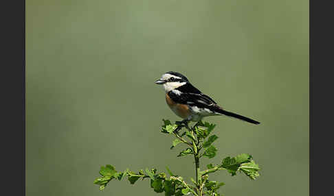 Maskenwürger (Lanius nubicus)