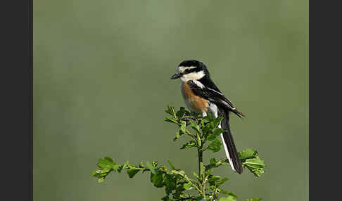 Maskenwürger (Lanius nubicus)