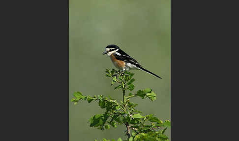 Maskenwürger (Lanius nubicus)