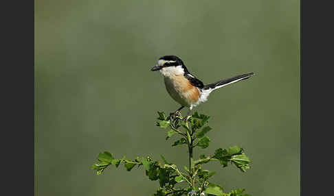 Maskenwürger (Lanius nubicus)