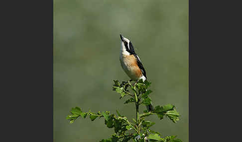 Maskenwürger (Lanius nubicus)