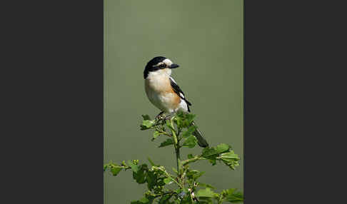 Maskenwürger (Lanius nubicus)