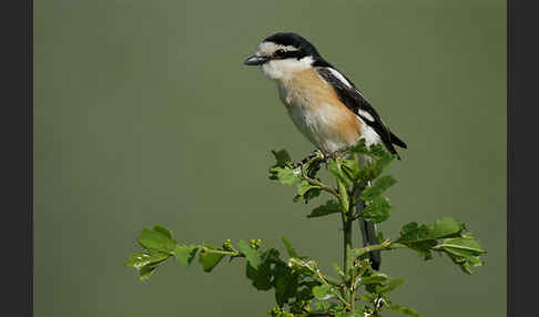 Maskenwürger (Lanius nubicus)