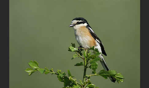 Maskenwürger (Lanius nubicus)