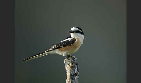 Maskenwürger (Lanius nubicus)