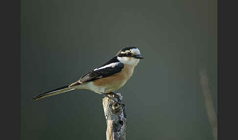 Maskenwürger (Lanius nubicus)