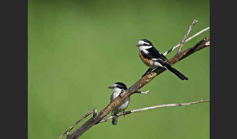 Maskenwürger (Lanius nubicus)