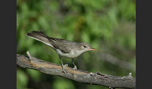 Blassspötter (Hippolais pallida)