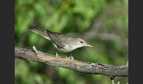 Blassspötter (Hippolais pallida)