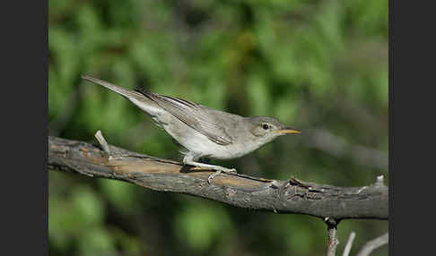 Blassspötter (Hippolais pallida)