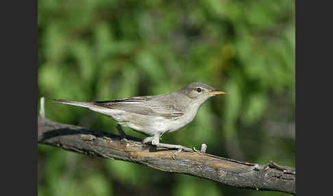 Blassspötter (Hippolais pallida)