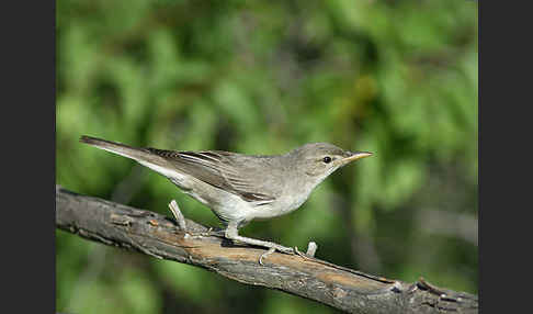 Blassspötter (Hippolais pallida)