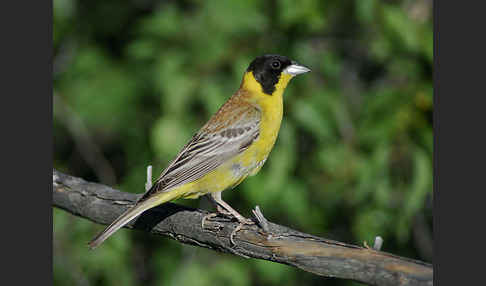 Kappenammer (Emberiza melanocephala)