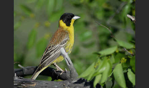 Kappenammer (Emberiza melanocephala)