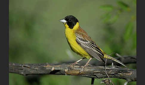 Kappenammer (Emberiza melanocephala)