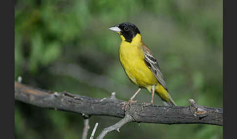 Kappenammer (Emberiza melanocephala)