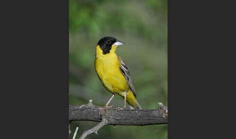 Kappenammer (Emberiza melanocephala)