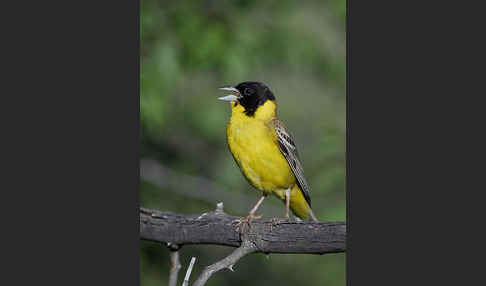 Kappenammer (Emberiza melanocephala)