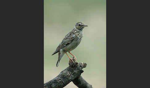 Heidelerche (Lullula arborea)