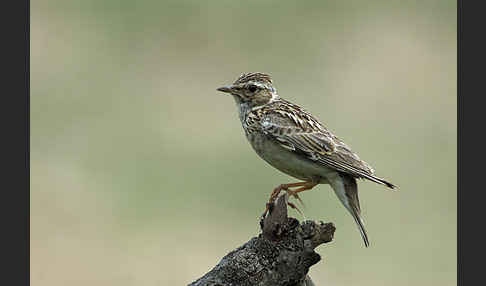 Heidelerche (Lullula arborea)