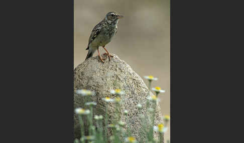 Heidelerche (Lullula arborea)