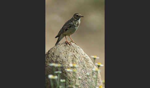 Heidelerche (Lullula arborea)