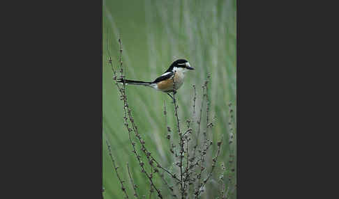 Maskenwürger (Lanius nubicus)