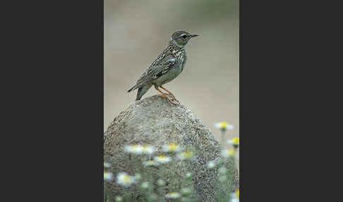 Heidelerche (Lullula arborea)