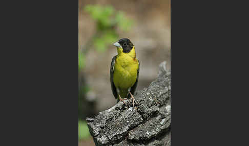 Kappenammer (Emberiza melanocephala)