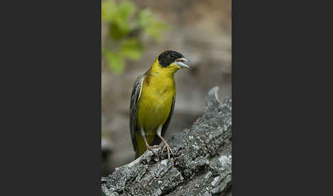 Kappenammer (Emberiza melanocephala)