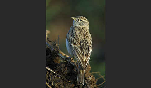 Kurzzehenlerche (Calandrella brachydactyla)