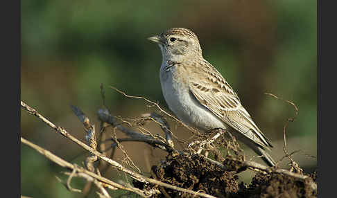 Kurzzehenlerche (Calandrella brachydactyla)