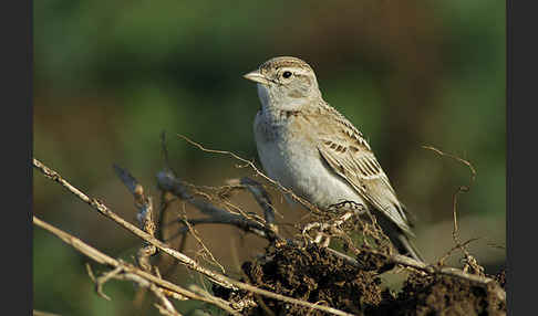 Kurzzehenlerche (Calandrella brachydactyla)